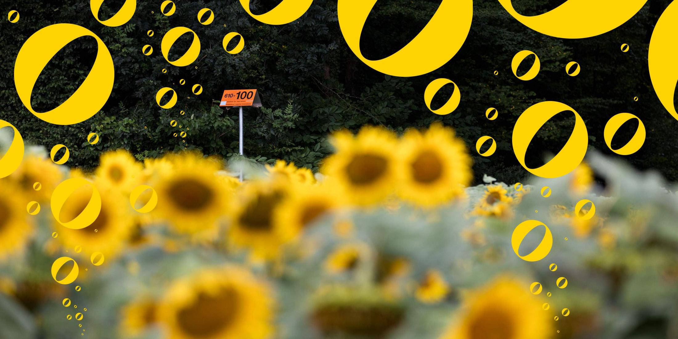 Sonnenblumen